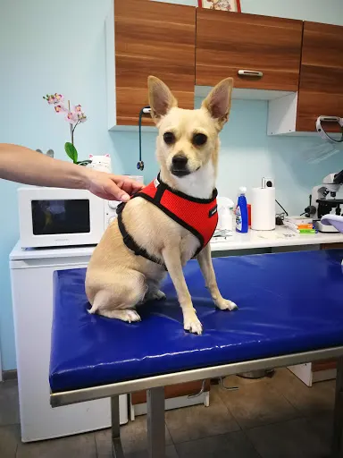 Gabinet Weterynaryjny lek. wet. SABINA SZUMSKA